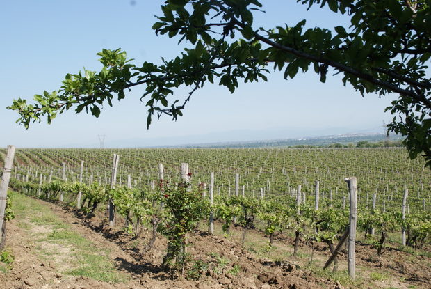 Пътят на винарна "Загрей" започва през есента на 1998 г. в село Виница, община Първомай. Тази част на Горнотракийската низина има изключително благоприятни условия за отглеждане на грозде. "Загрей" разполага със 120 хектара собствени масиви, разположени около самата винарна, като те са само червени сортове - мавруд, каберне совиньон, сира и мерло.Всичко за Бакхус StrEAT Fest вижте тук.
