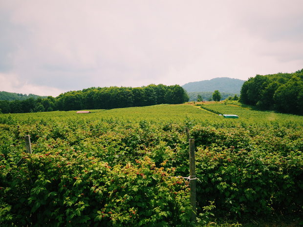 Фейсбук: Facebook.com/trastenaИнстаграм: @trastenawinesВсичко за Бакхус StrEAT Fest вижте тук.