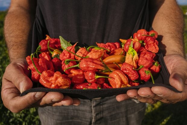 Кой не знае Chilli Hills Farm, кой не е чувал за него? Първият български бранд за люти сосове и люти продукти от всякакво естество е сред най-бързо развиващите се млади компании в България и е лидер в производството и търговия на люти продукти.Марката Chilli Hills предлага собствено производство бутикови люти продукти като люти сосове, люти пасти, изсушени люти чушки. подправки, люти сладка, шоколади, занаятчийски люти бири, ракии и много други."От семка до бутилка" е слогана на бранда и означава, че контролират целия цикъл на производство от засаждане на семена на над 70 вида люти чушки, до отглеждането, обработката и предлагането им на пазара под формата на различни продукти.Всички продукти на марката са 100 % натурални.През 2018-та Чили Хилс откриха и собствен фирмен магазин в сърцето на София, който е и първия по рода си магазин в страната. През месец Май отвориха и фирмен магазин в центъра на емблематичния пловдивски квартал – Капана. Скоро идва и ред на Варна!За повече инфо, посетете www.chilli-hills.comFacebook: Chilli Hills FarmInstagram: ChilliHillsФирмен магазин: София, ул. "Солунска" 29Пловдив, ул. "Константин Стоилов" 25Всичко за Бакхус Fish Fest 2 вижте тук.Научавайте новостите за събитието във Facebook.КУПЕТЕ БИЛЕТ ОНЛАЙН >>>