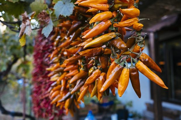 Всичко за Бакхус Fish Fest 2 вижте тук.Научавайте новостите за събитието във Facebook.КУПЕТЕ БИЛЕТ ОНЛАЙН >>>