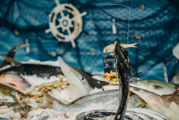 Шестото издание на Бакхус Fish Fest в кадри. Специални благодарности на нашите партньори от Mastercard Bulgaria, МЕТРО България, JTI, Acqua Panna & San Pellegrino, Chandon Garden Spritz, Casa Rojo, Babatzim Ouzo, Бонанза Бачорски, както и на клуб "Маймунарника".