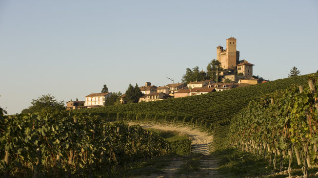 Лозята на изба Vietti изглед към избата