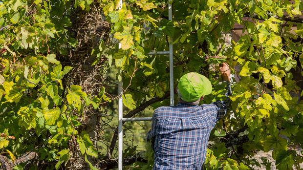 Традиционно бране на грозде във Vinho Verde.