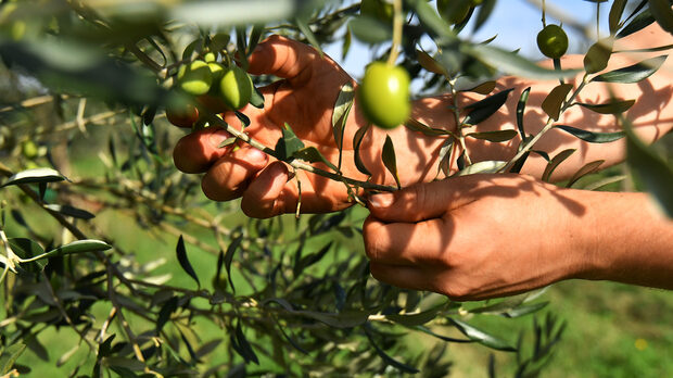 ΑΠΟ ΤΟΝ ΑΡΙΘΜΟ: Ελιές σε τρεις χερσονήσους