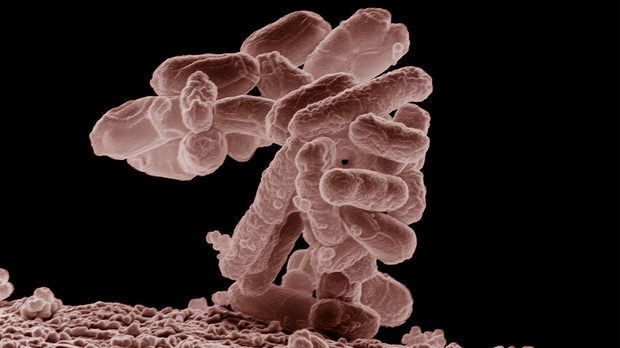 Струпване на Escherichia coli (увеличение - 10 000 пъти)