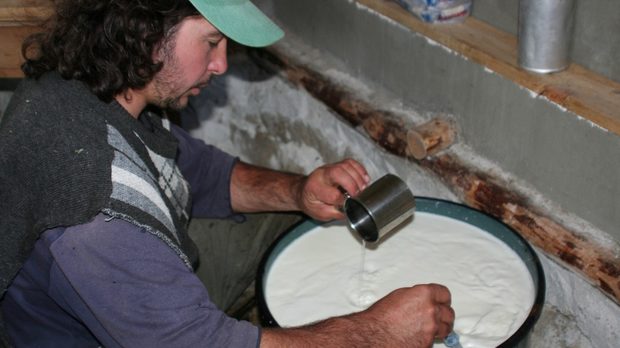 Производство на овче сирене от каракачанска овца,
Българско дружество за опазване на биологичното разнообразие
Семпервива

